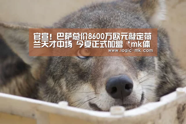 mk体育下载