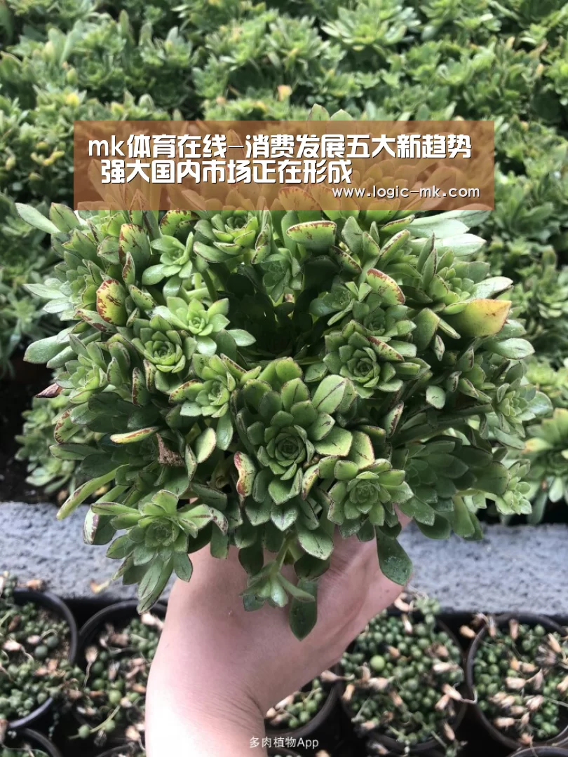 mk体育下载